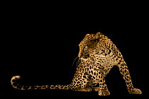 Arabian leopard (Panthera pardus nimr) male, portrait, Al Bustan Zoological Centre, UAE. Captive. Critically endangered.
