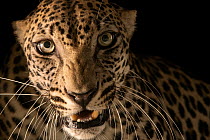 Arabian leopard (Panthera pardus nimr) male, head portrait, Al Bustan Zoological Centre, UAE. Captive. Critically endangered.