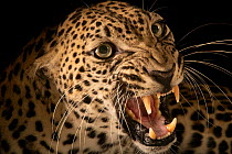 Arabian leopard (Panthera pardus nimr) male, snarling, head portrait, Al Bustan Zoological Centre, UAE. Captive. Critically endangered.