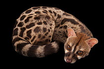Rusty-spotted genet (Genetta maculata) resting, portrait, Miller Park Zoo, Illinois. Captive, occurs in sub-Saharan Africa.
