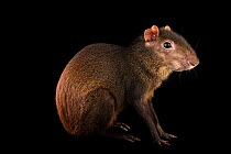 Central American agouti (Dasyprocta punctata) portrait, Blank Park Zoo, Iowa. Captive, occurs in Central and South America.