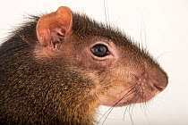 Central American agouti (Dasyprocta punctata) head portrait, Blank Park Zoo, Iowa. Captive, occurs in Central and South America.