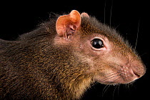 Central American agouti (Dasyprocta punctata) head portrait, Blank Park Zoo, Iowa. Captive, occurs in Central and South America.