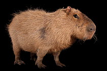 Capybara (Hydrochoerus hydrochaeris) portrait, Rolling Hills Wildlife Adventure. Captive, occurs in South America.