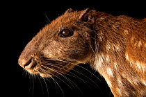Lowland paca (Cuniculus paca guanta) head portrait, Quistococha Zoo, Iquitos, Peru. Captive.