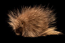 North American porcupine (Erethizon dorsatum dorsatum) portrait, Calgary Wildlife Rehabilitation Society, Alberta, Canada. Captive.