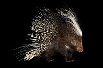 African crested porcupine (Hystrix africaeaustralis) portrait, Riverside Zoo, Nebraska. Captive, occurs in central and southern Africa.