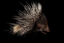 Indian crested porcupine (Hystrix indica) portrait, Omaha's Henry Doorly Zoo and Aquarium. Captive, occurs in southern Asia and Middle East.