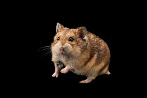 Campbell's hamster (Phodopus campbelli crepidatus) portrait, Plzen Zoo. Captive, occurs in Siberia.