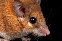 Cairo spiny mouse (Acomys cahirinus) head portrait, Sedgwick County Zoo. Captive, occurs in North Africa.