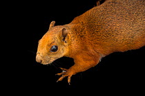 Red-tailed squirrel (Sciurus granatensis) portrait, Parque Jaime Duqu, Colombia. Captive.