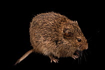 Narrow-headed vole (Microtus gregalis) portrait, A.N. Severtsov Institute of Ecology and Evolution Russian Academy of Science. Captive, occurs in northern and central Asia.