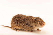 Narrow-headed vole (Microtus gregalis) portrait, A.N. Severtsov Institute of Ecology and Evolution Russian Academy of Science. Captive, occurs in northern and central Asia.