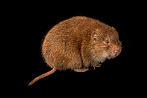 Transcaspian vole (Microtus transcaspicus) portrait, A.N. Severtsov Institute of Ecology and Evolution Russian Academy of Science. Captive, occurs in Central Asia.