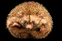 Brandt's hedgehog (Paraechinus hypomelas) portrait, Al Bustan Zoological Centre, UAE. Captive.
