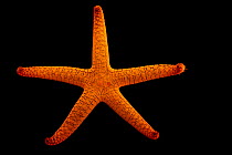 Indian red sea star (Fromia indica) portrait, The National Aquarium, Abu Dhabi. Captive, occurs in Indian and Pacific Ocean.