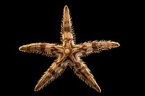 Thorned comb star (Astropecten polyacanthus) portrait, from the Gulf of Oman. Captive.