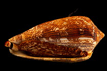 Red Sea textile cone shell (Conus neovicarius) portrait, from the Gulf of Oman. Captive.