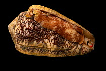Feathered cone snail (Conus pennaceus) portrait, from the Gulf of Oman. Captive.