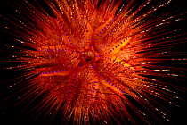 Star sea urchin (Astropyga radiata) portrait, National Aquarium, Abu Dhabi. Captive, occurs in Indo-Pacific.