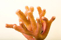 Catspaw coral (Stylophora pistillata) portrait, Omaha's Henry Doorly Zoo and Aquarium. Captive, occurs in Indo-Pacific.
