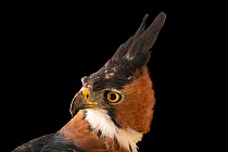 Ornate hawk-eagle (Spizaetus ornatus ornatus) head portrait, El Huayco Research and Raptor Breeding Center, Lima, Peru. Captive.