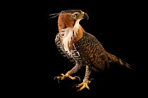 Ornate hawk-eagle (Spizaetus ornatus ornatus) portrait, El Huayco Research and Raptor Breeding Center, Lima, Peru. Captive.