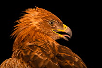 Greater spotted eagle (Clanga clanga fulvescens) head portrait, Kalba Bird of Prey Centre, UAE. Captive.