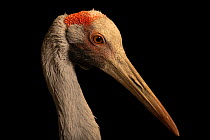 Brolga crane (Antigone rubicunda) head portrait, International Crane Foundation, Wisconsin. Captive, occurs in Australia.