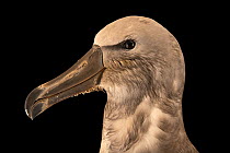 Salvin's albatross (Thalassarche salvini) head portrait, Parque de las Leyendas, Lima, Peru. Captive.