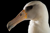 Laysan albatross (Phoebastria immutabilis) head portrait, Monterey Bay Aquarium. Captive.