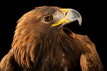 Iberian golden eagle (Aquila chrysaetos homeyeri) head portrait, Dubai Safari Park. Captive, occurs in Iberian Peninsula.