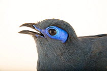 Blue coua (Coua caerulea) head portrait, Walsrode Bird Park. Captive, occurs in Madagascar.