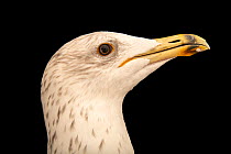 Armenian gull (Larus armenicus) head portrait, Sheikh Butti bin Juma Al Maktoum Wildlife Centre, Dubai, UAE. Captive.