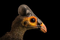 Maleo (Macrocephalon maleo) head portrait, Walsrode Bird Park, Germany. Captive, occurs in Sulawesi. Critically endangered.