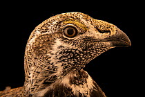 Greater sage grouse (Centrocercus urophasianus) male, aged 3 years, head portrait, Wilder Institute Calgary Zoo's Devonian Wildlife Conservation Center, Alberta, Canada. Captive.