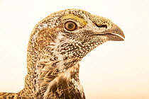 Greater sage grouse (Centrocercus urophasianus) male, aged 3 years, head portrait, Wilder Institute Calgary Zoo's Devonian Wildlife Conservation Center, Alberta, Canada. Captive.
