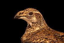 Greater sage grouse (Centrocercus urophasianus) female, aged 4 years, head portrait, Wilder Institute Calgary Zoo's Devonian Wildlife Conservation Center, Alberta, Canada. Captive.