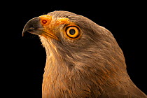 Roadside hawk (Rupornis magnirostris petulans) head portrait, Toucan Rescue Ranch, San Josecito, Costa Rica. Captive.