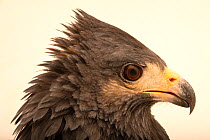 Common black hawk (Buteogallus anthracinus anthracinus) head portrait, Wild at Heart Inc., Arizona, USA. Captive.
