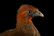 Variable chachalaca (Ortalis motmot) head portrait, Walsrode Bird Park, Germany. Captive, occurs in South America.