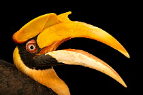 Great hornbill (Buceros bicornis) with mouth open, head portrait, Al Bustan Zoological Centre, UAE. Captive, occurs in South and Southeast Asia.