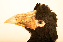 White-thighed hornbill (Bycanistes albotibialis) female, head portrait, North Florida Wildlife Center. Captive, occurs in Africa.