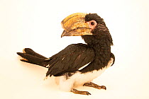 Trumpeter hornbill (Bycanistes bucinator) female, portrait, Fresno Chaffee Zoo, California. Captive, occurs in Africa.