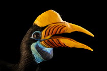 Knobbed hornbill (Rhyticeros cassidix) female, head portrait, Walsrode Bird Park, Germany. Captive, occurs in Indonesia.