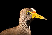 African wattled lapwing (Vanellus senegallus lateralis) head portrait, Walsrode Bird Park, Germany. Captive, occurs in Africa.
