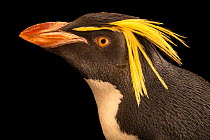 Northern rockhopper penguin (Eudyptes moseleyi) head portrait, Calgary Zoo, Canada. Captive, occurs in southern Indian and Atlantic Ocean. Endangered.