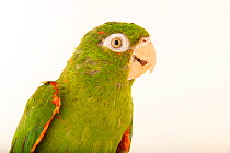 Cuban parakeet (Psittacara euops) portrait, Walsrode Bird Park, Germany. Captive, occurs in Cuba.