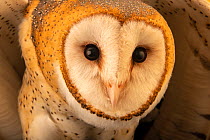 American barn owl (Tyto alba guatemalae) head portrait, Toucan Rescue Ranch, Costa Rica. Captive.