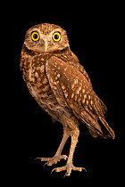 Western burrowing owl (Athene cunicularia hypugaea) portrait, Raptor Conservation Alliance, Nebraska, USA. Captive.